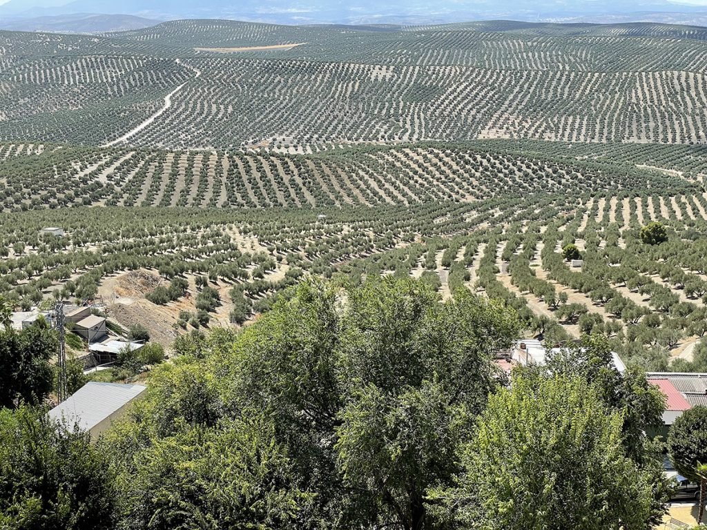 Mar de olivos en Jaen