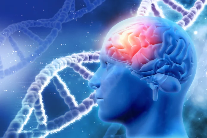 Cerebro y genética