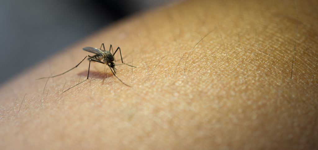 Mosquito malaria