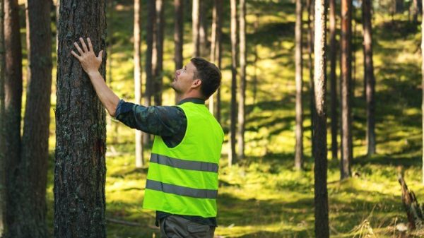 Cómo Mejorar La Planificación Y Gestión De Los Bosques