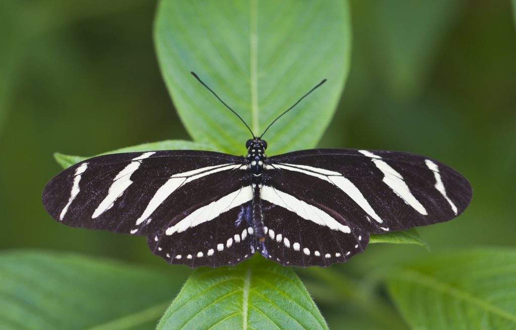 Mariposa