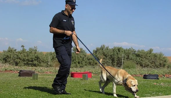 perro policia detectando drogas
