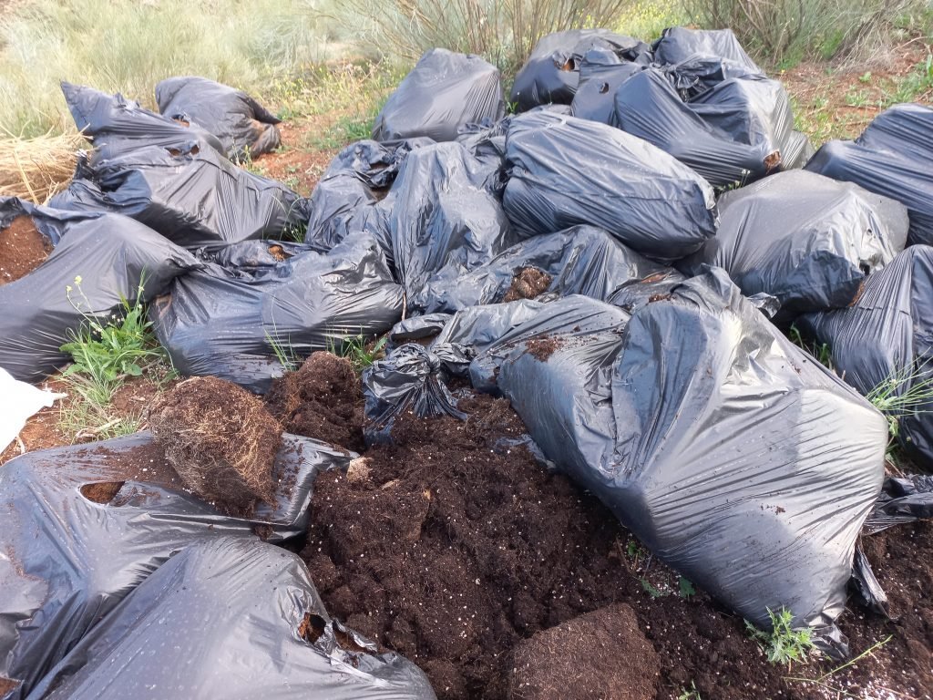 Solo una parte de los cultivos de 'marihuana' son incautados por Policía y Guardia Civil. En las bolsas se encuentran los restos de una plantación que ha llegado al mercado