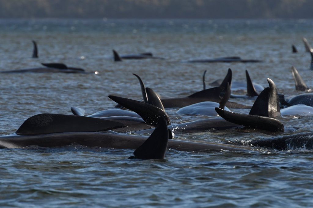 Ejemplares de ballenas piloto