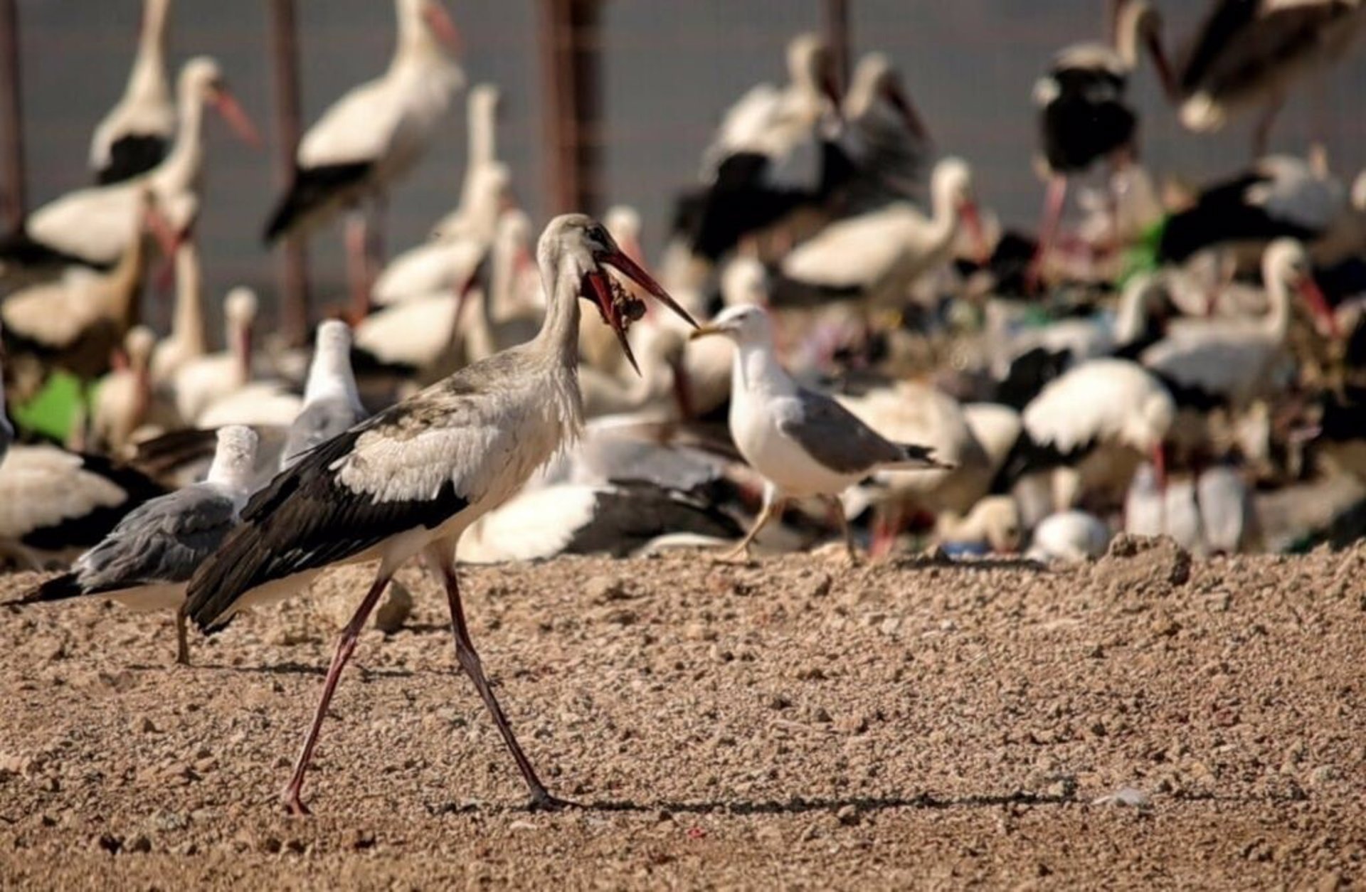 Cigüeñas blancas