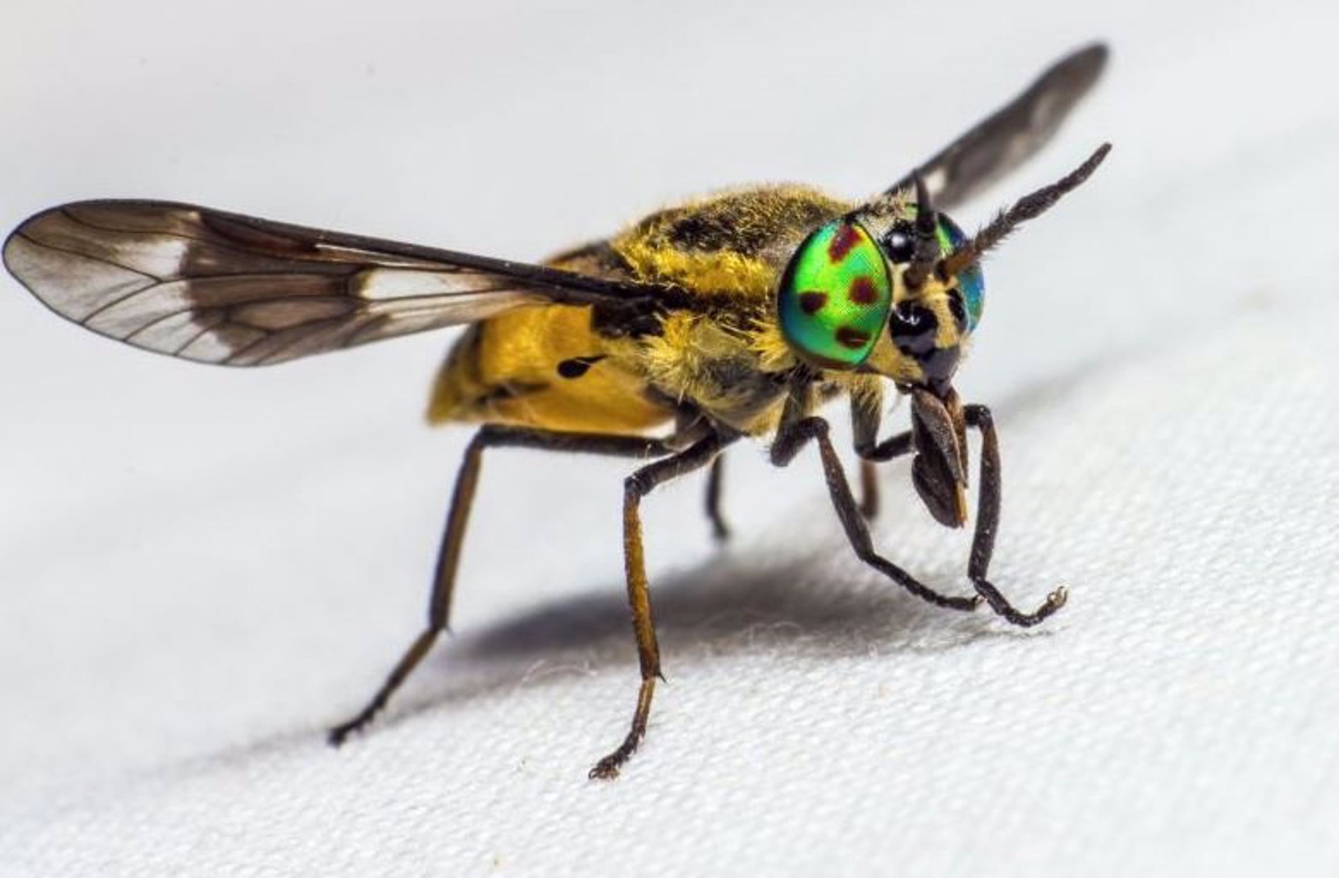 Una nueva investigación muestra que la capacidad de un insecto para encontrar comida y una pareja se reduce cuando sus antenas están contaminadas con partículas. - UNIVERSIDAD DE MELBOURNE