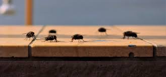 Varias moscas posando en un muro de ladrillos. | Fuente: Public Domain Pictures