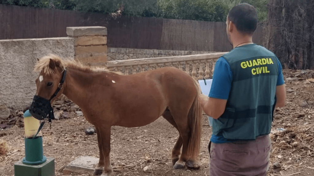 El poni del Safari Zoo de Sa Coma de Sant Llorenc