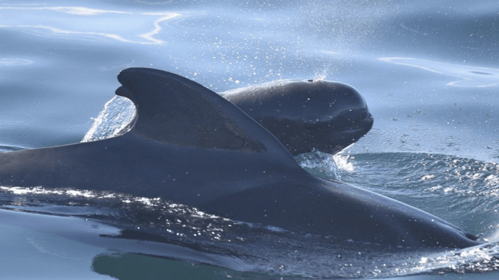 Imagen de ballenas piloto