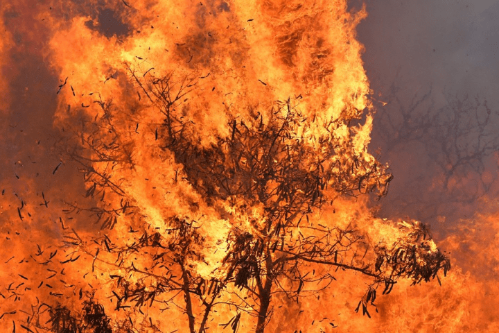 Incendio forestal en Hawai consume la isla de Maui. / Fuente: Tele metro