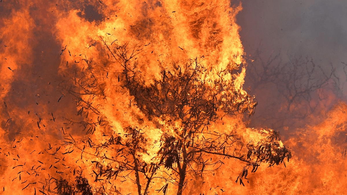 Incendio forestal en Hawai consume la isla de Maui. / Fuente: Tele metro