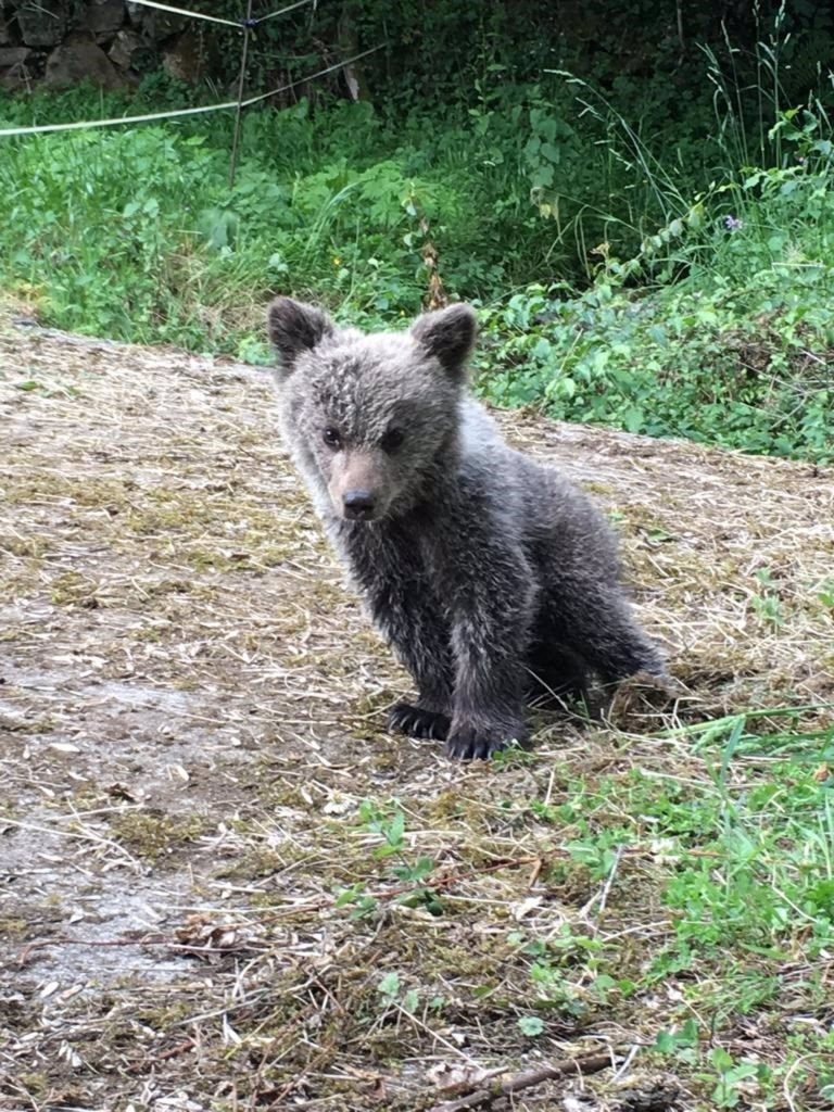 Protección Civil del Refugio en el valle de Valdetuejar ha pedido la colaboración ciudadana para dar con el autor del atropello a una osa cría en la carretera CL-626