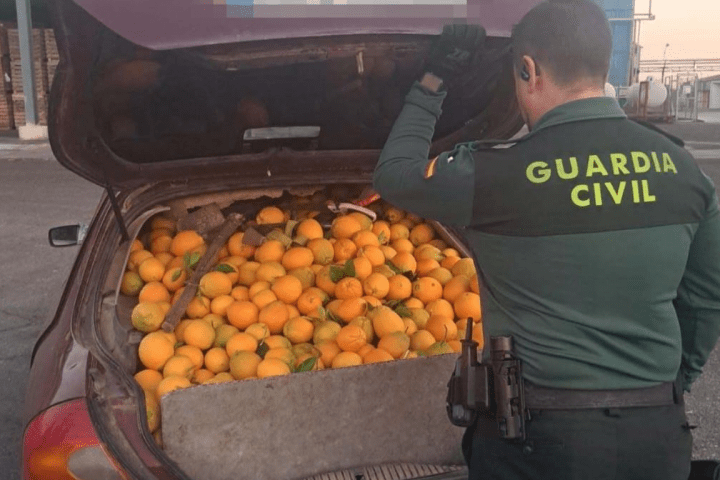 La Guardia Civil ha intervenido más de 4.000 kilogramos de naranjas en varias operaciones realizadas en las últimas dos semanas.