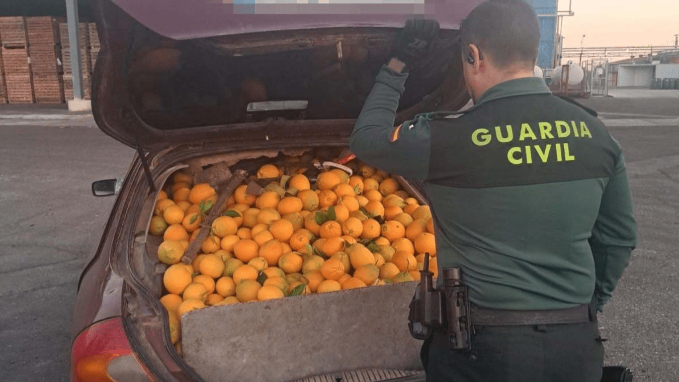 La Guardia Civil ha intervenido más de 4.000 kilogramos de naranjas en varias operaciones realizadas en las últimas dos semanas.