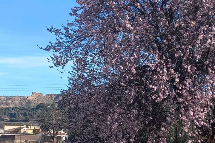 Primavera en invierno no es bueno porque la vida tiene sus ciclos