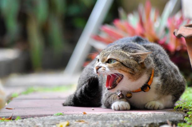 Los bomberos tienen que ayudar a una familia contra su gato