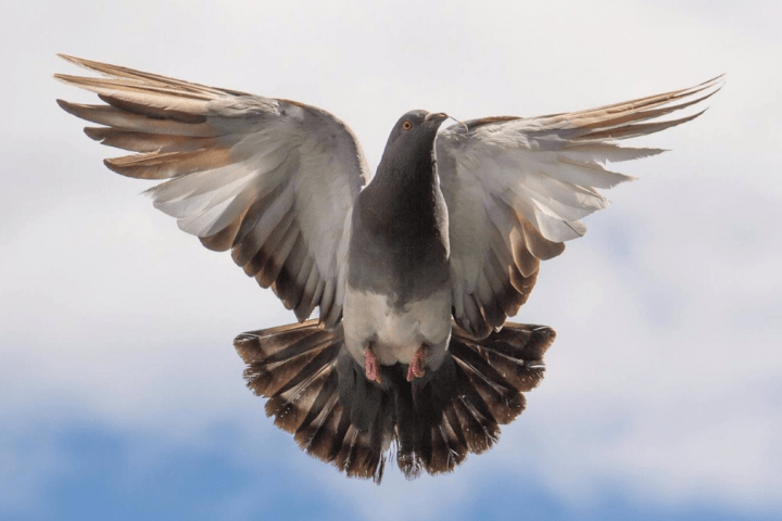 Palomas