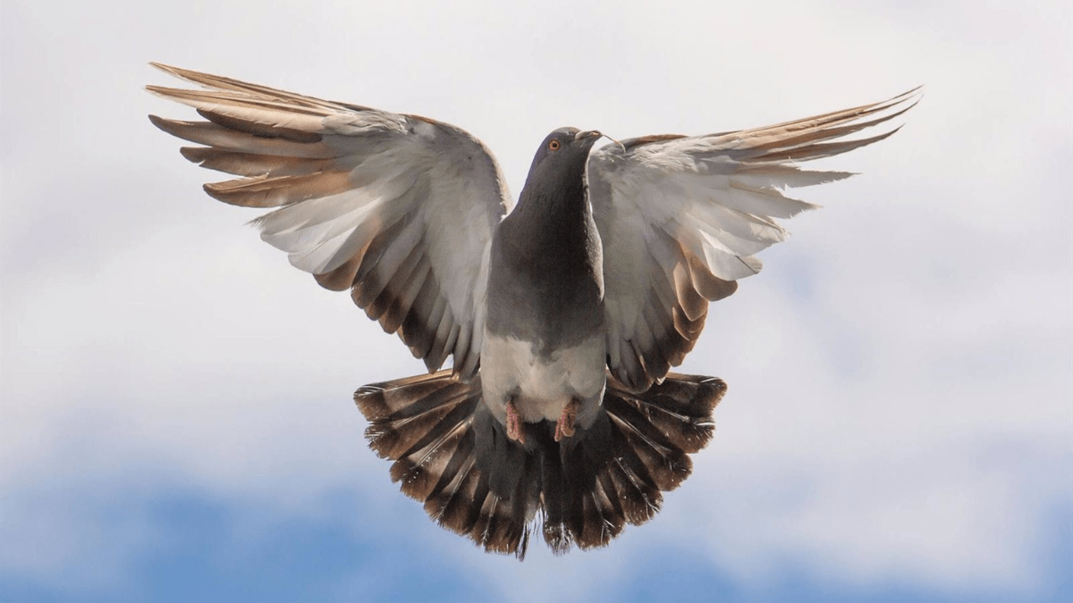 Palomas