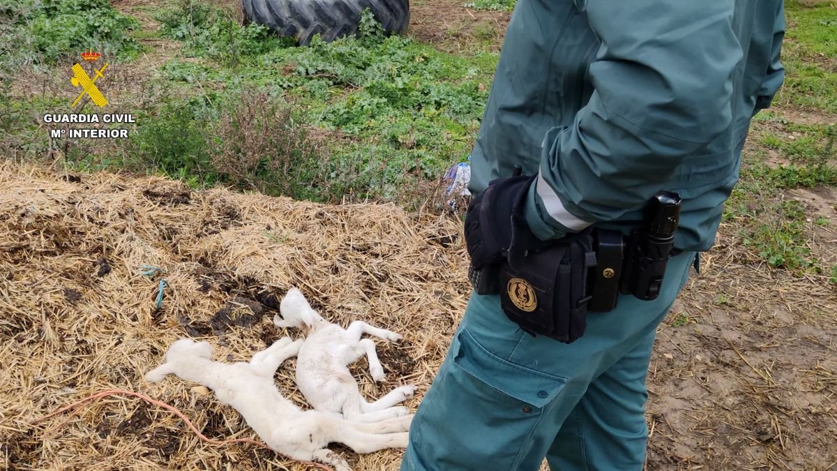 Animales muertos en la finca | Fuente: GC