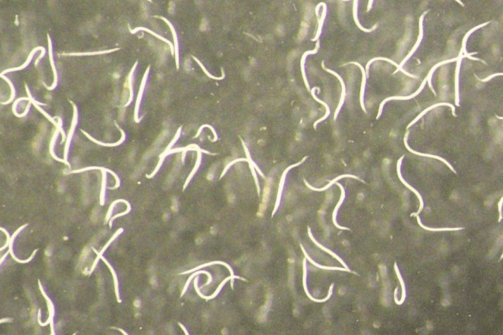 Mirada de cerca a la nueva especie de nematodo, Steinernema adamsi. - ADLER DILLMAN / UCR-EP