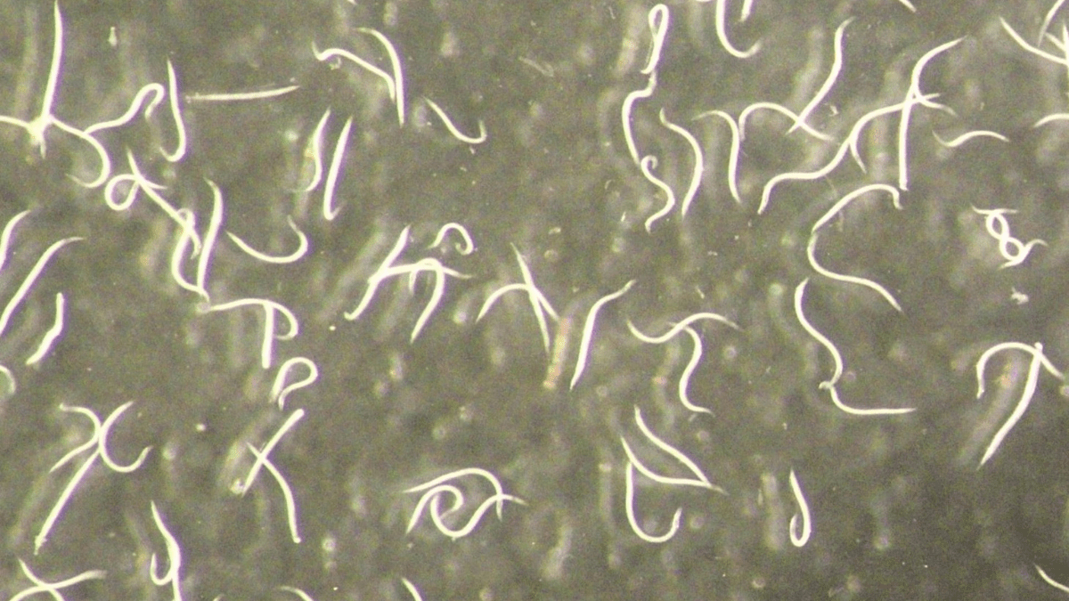 Mirada de cerca a la nueva especie de nematodo, Steinernema adamsi. - ADLER DILLMAN / UCR-EP