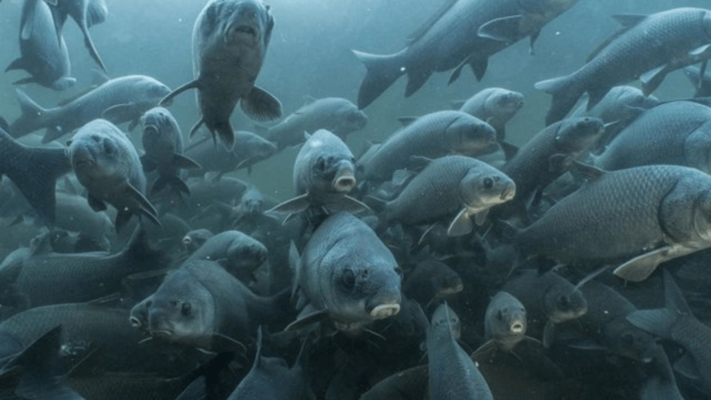 Peces muertos en Andalucía, málaga