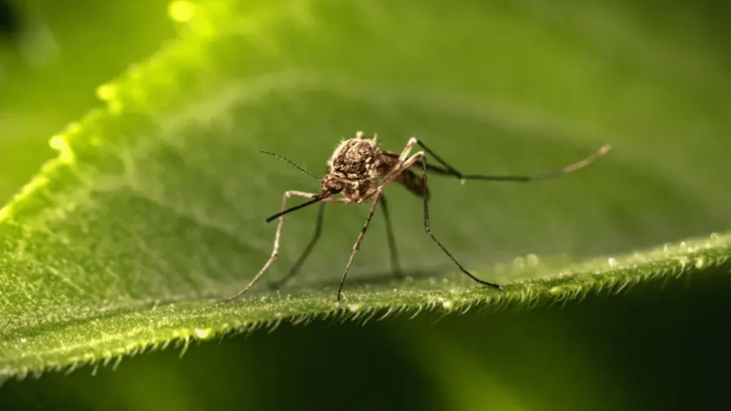 Dengue descuido, la OMS advierte