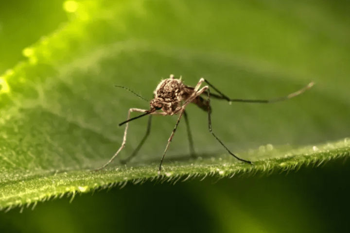 Dengue descuido, la OMS advierte