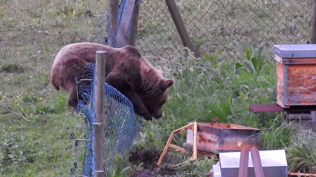 Un oso atacando un panel | Fuente: Ep