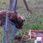 Un oso atacando un panel | Fuente: Ep