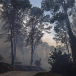 Una zona afectada por el fuego, a 3 de noviembre de 2023, en Ador. - Rober Solsona - Europa Press