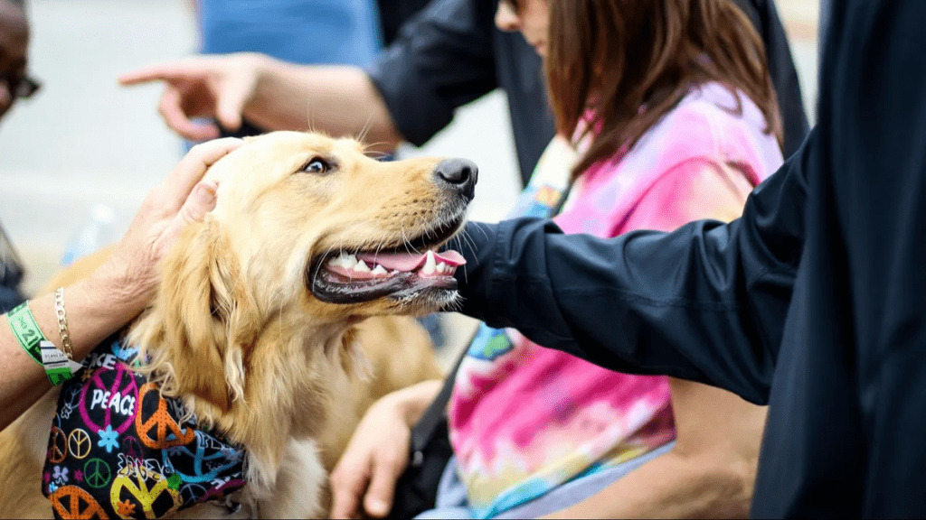 Un perro doméstico recibiendo amigos amigo caricias | EP perros