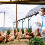 Alerta de la OMS por la gripe aviar
