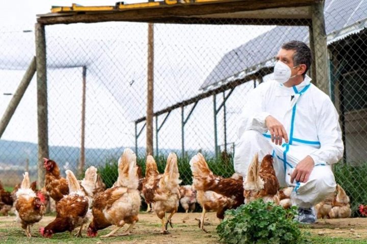Alerta de la OMS por la gripe aviar