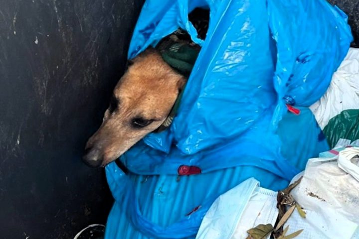 Una mujer tira al contenedor a un perro malherido