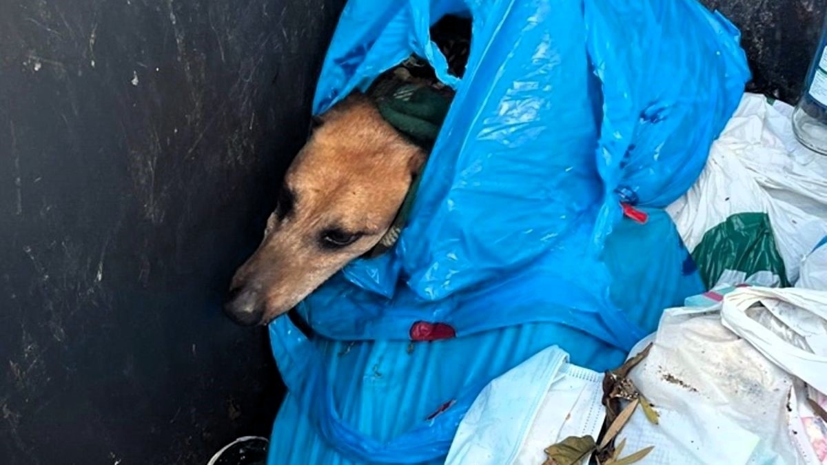 Una mujer tira al contenedor a un perro malherido