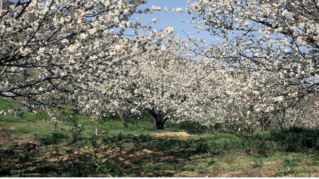 El cambio climático 'enloquece' a las plantas