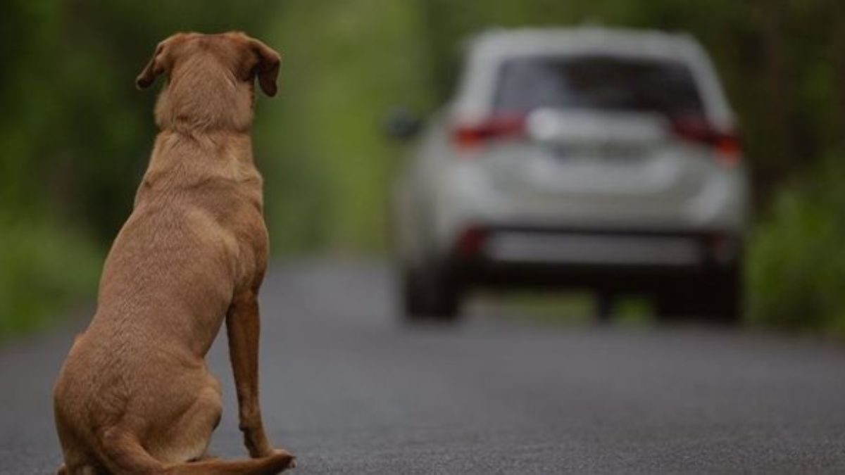 Perro abandonado | Fuente: EP