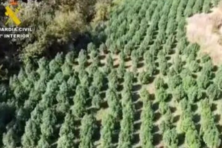 Plantación de marihuana | Fuente: GC