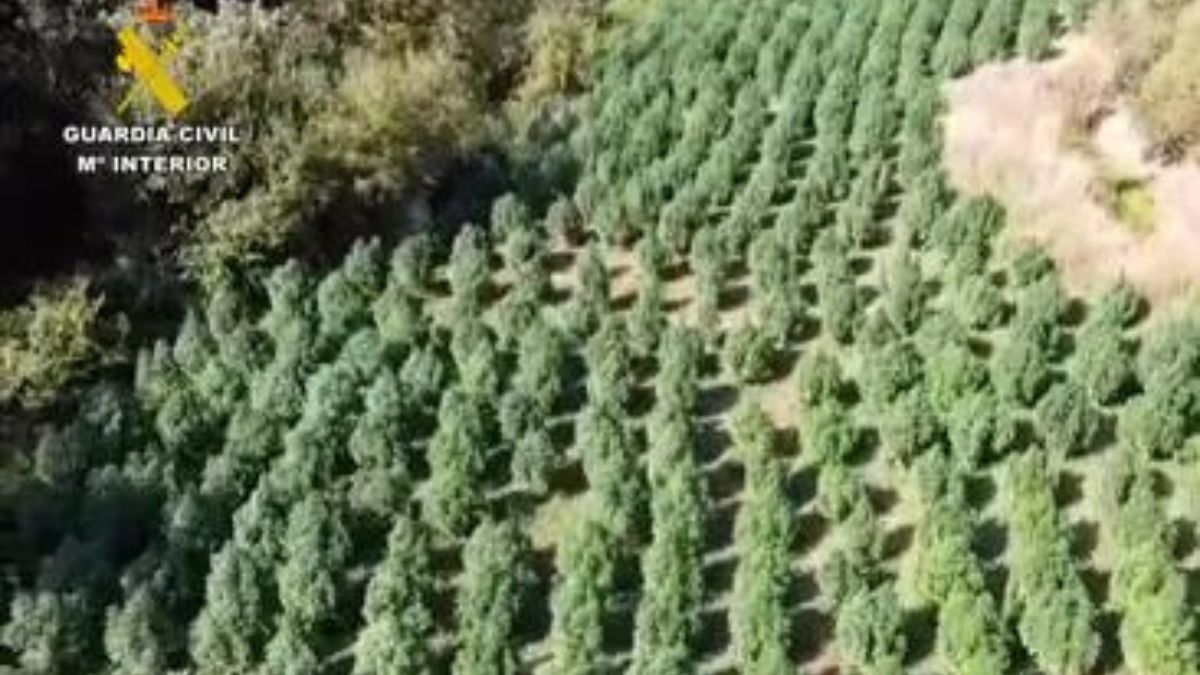 Plantación de marihuana | Fuente: GC