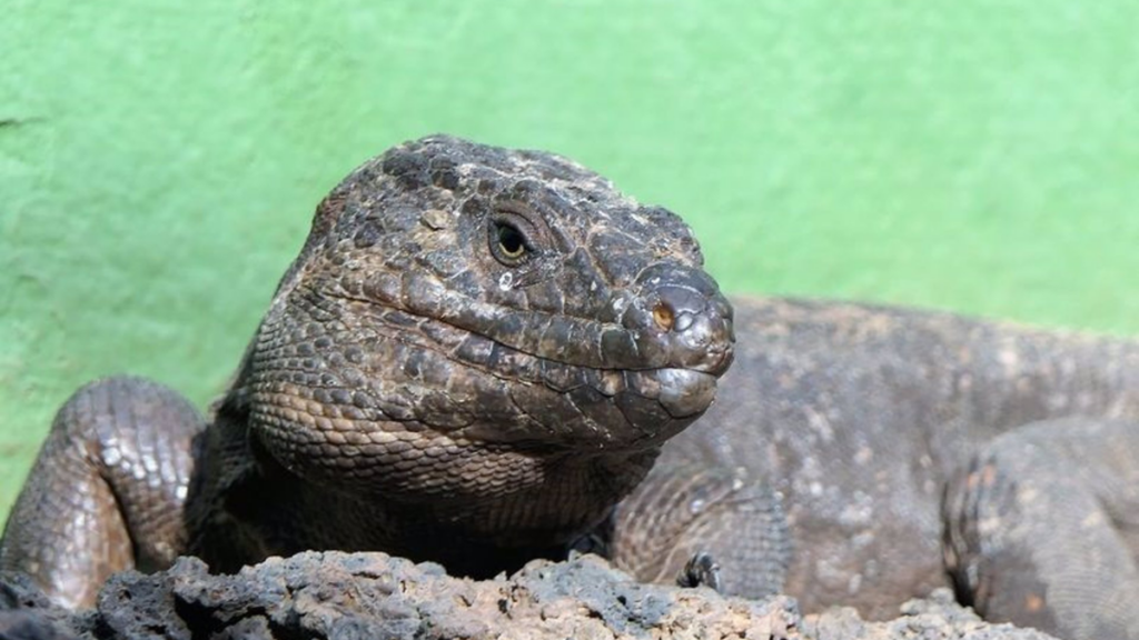 Lagarto Gigante de El Hierro, especie protegida