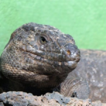 Lagarto Gigante de El Hierro, especie protegida