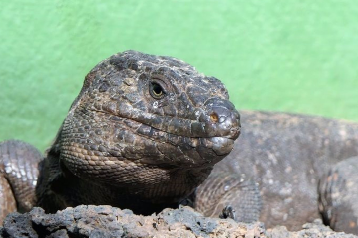 Lagarto Gigante de El Hierro, especie protegida