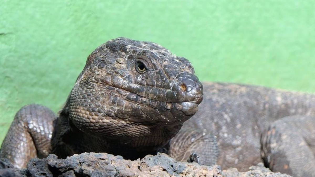 Lagarto Gigante de El Hierro, especie protegida