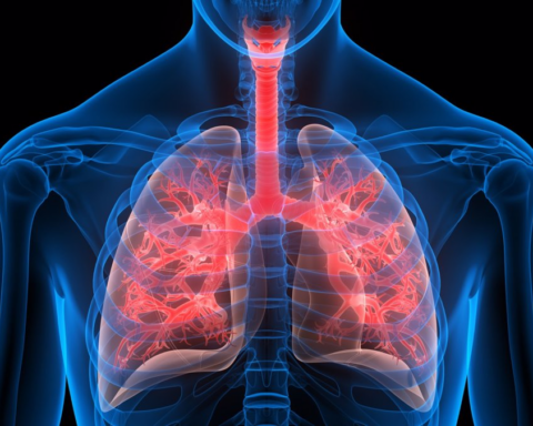 Hipertensión pulmonar : Los pulmones en una recreación | Europa Press