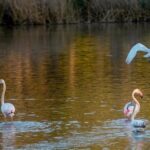 Varias aves amerizan sobre una de las marismas de Doñana lagunas