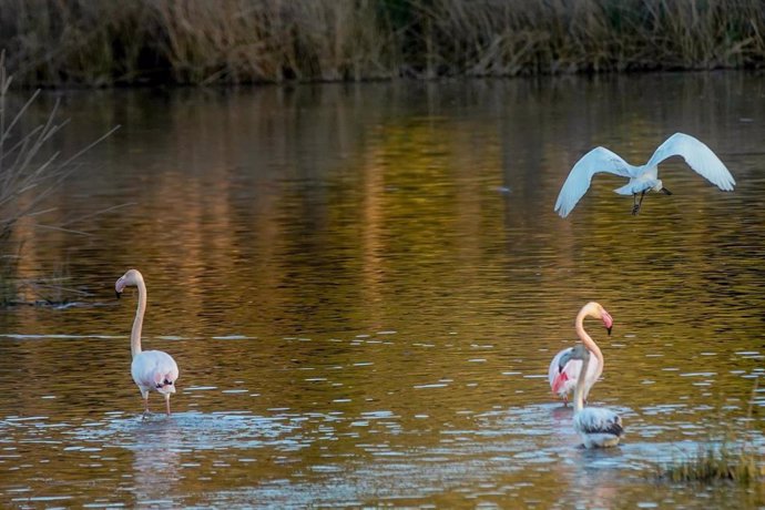 Varias aves amerizan sobre una de las marismas de Doñana lagunas