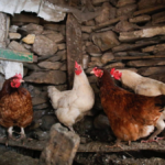 Varias gallinas en un corral, a 6 de marzo de 2024, en Bóveda, Lugo, Galicia (España) gripe aviar