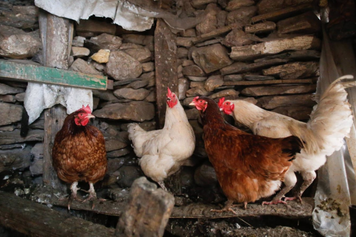 Varias gallinas en un corral, a 6 de marzo de 2024, en Bóveda, Lugo, Galicia (España) gripe aviar