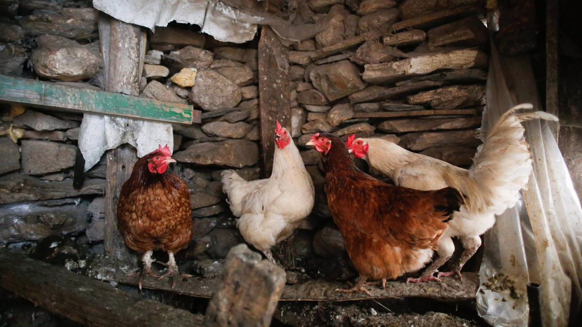 Varias gallinas en un corral, a 6 de marzo de 2024, en Bóveda, Lugo, Galicia (España) gripe aviar